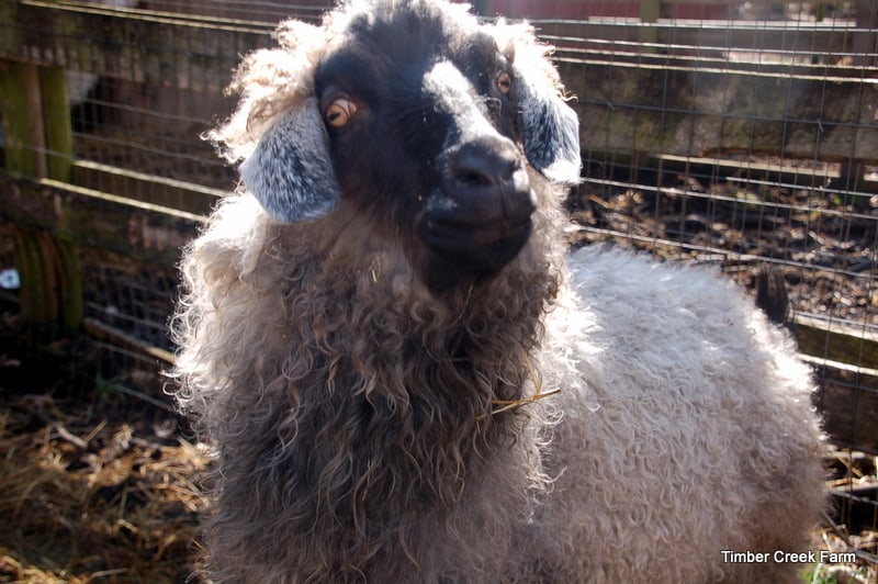 pygora goats