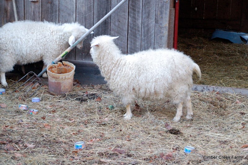 goat care DSC_0310