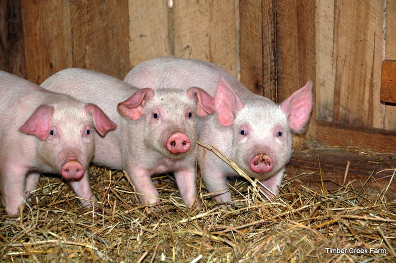 how to raise pigs naturally