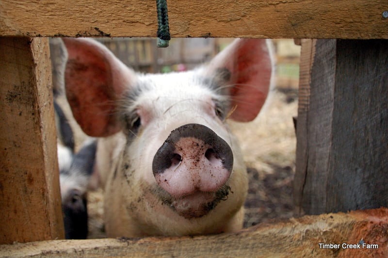 How to raise pigs naturally