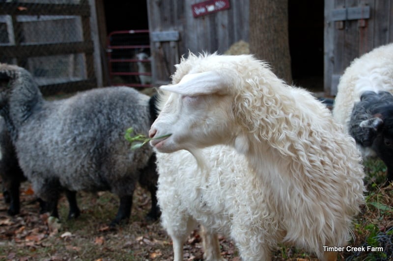 How to raise pigs naturally