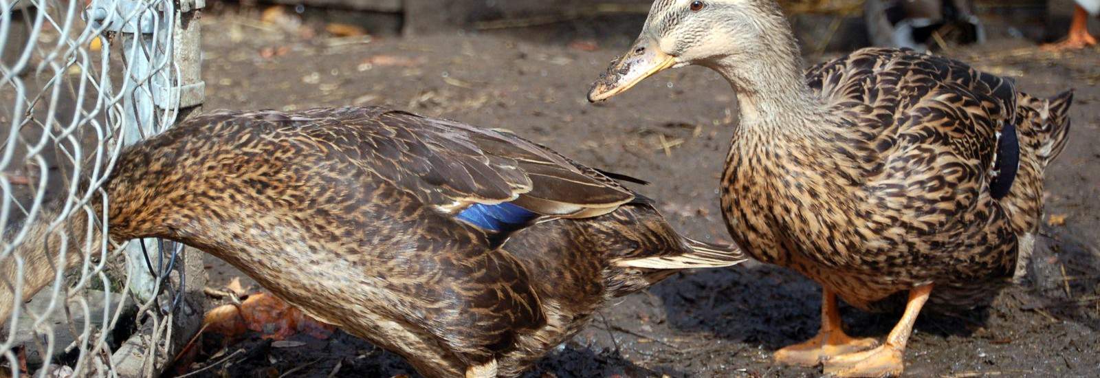Free Range Ducks