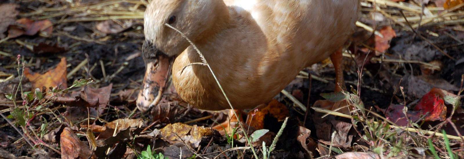 Free Range Ducks timbercreekfarmer.com