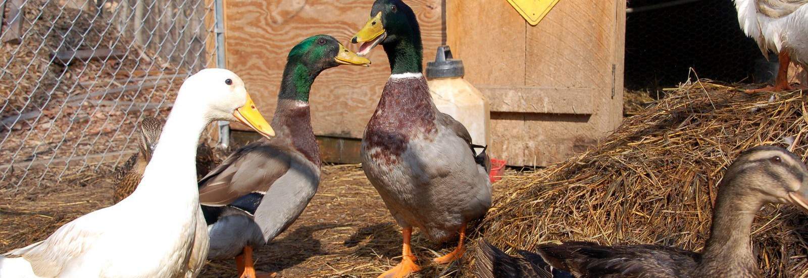 Free Range Ducks timbercreekfarmer.com