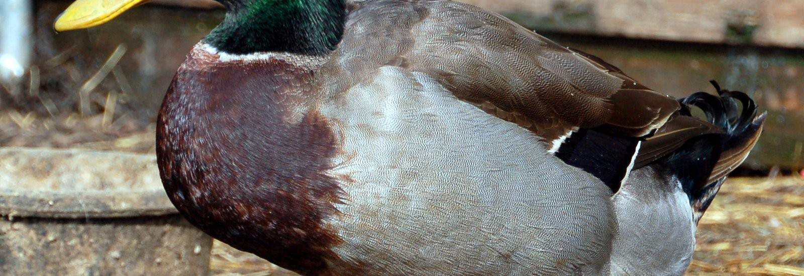 Free Range Ducks timbercreekfarmer.com