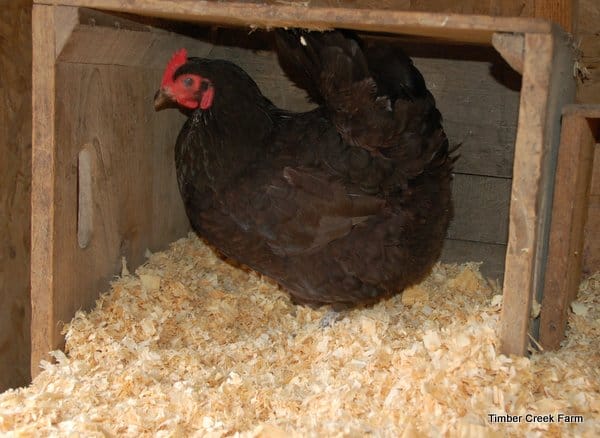 make a chicken coop from a garden shed