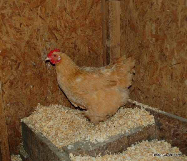 make a chicken coop from a garden shed
