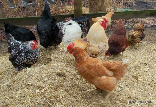 make a chicken coop from a garden shed