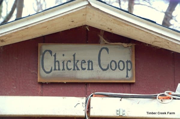 Make a chicken coop from a garden shed