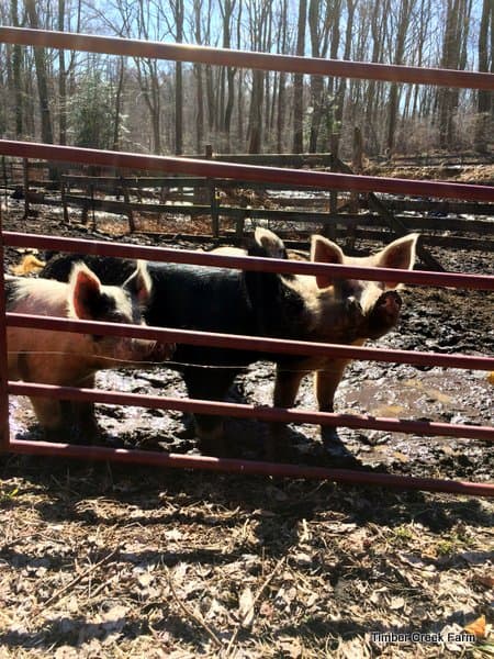 How to Raise Pigs Naturally