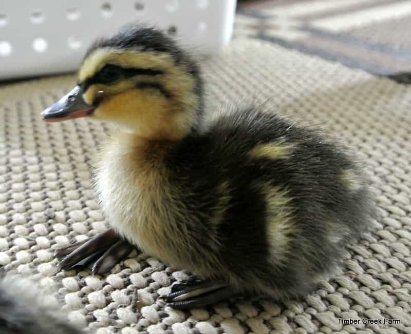 rouen duckling