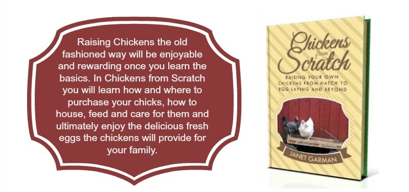 Raising Chickens From Scratch