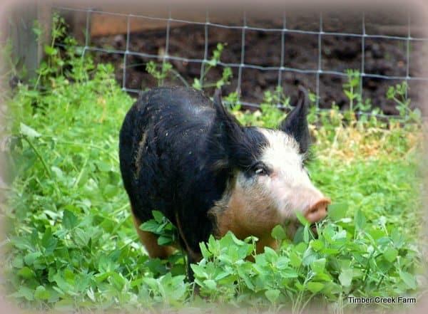 how to raise pigs naturally