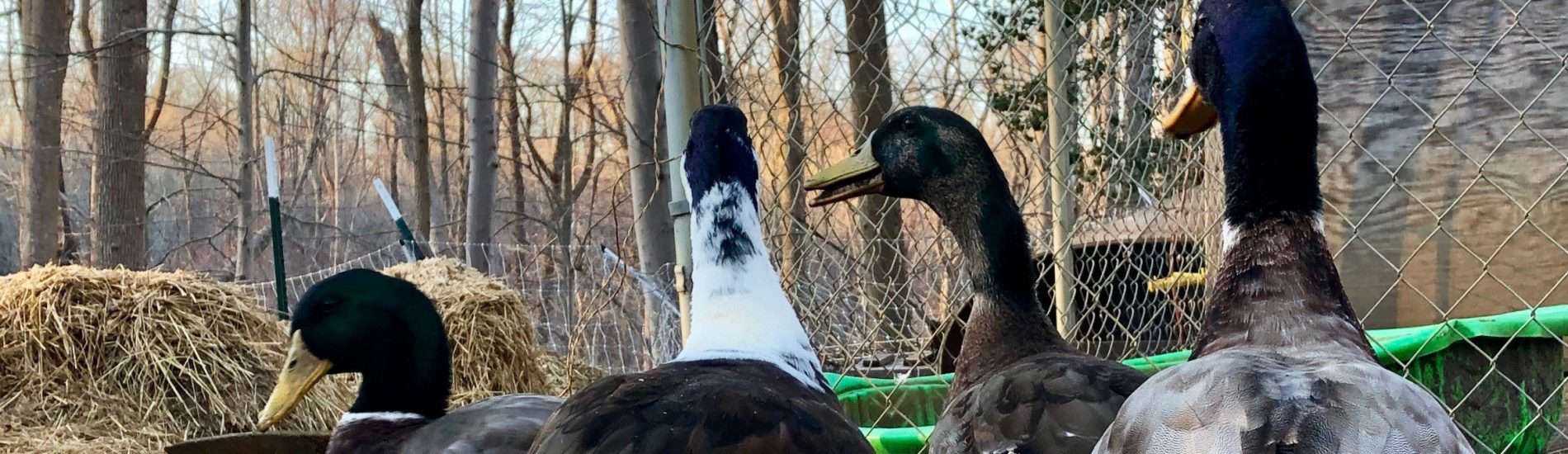 raising ducks - read the best advice and tips for raising healthy ducks