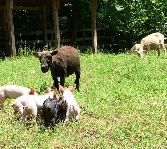 raising miniature goats