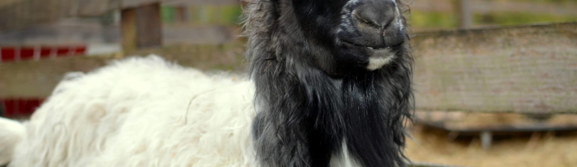 pygora goat