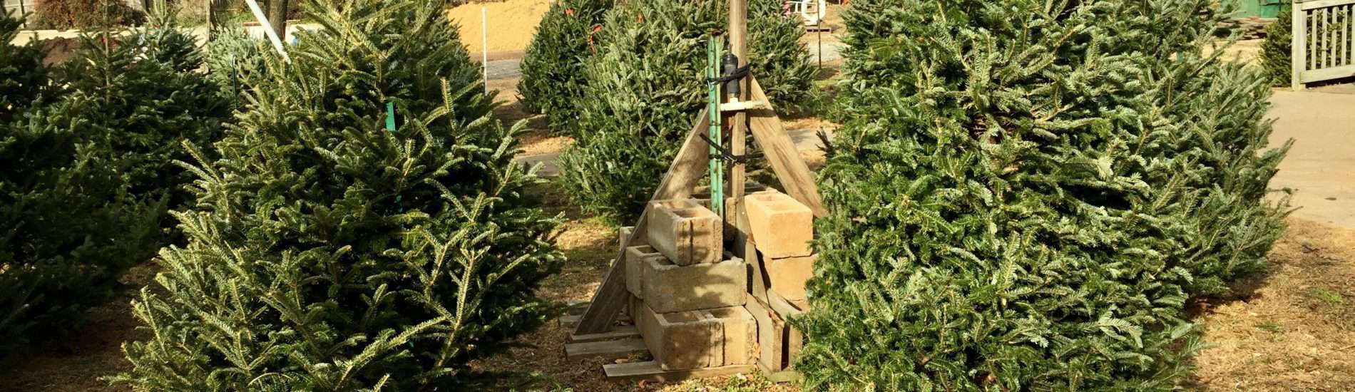 can goats eat christmas trees