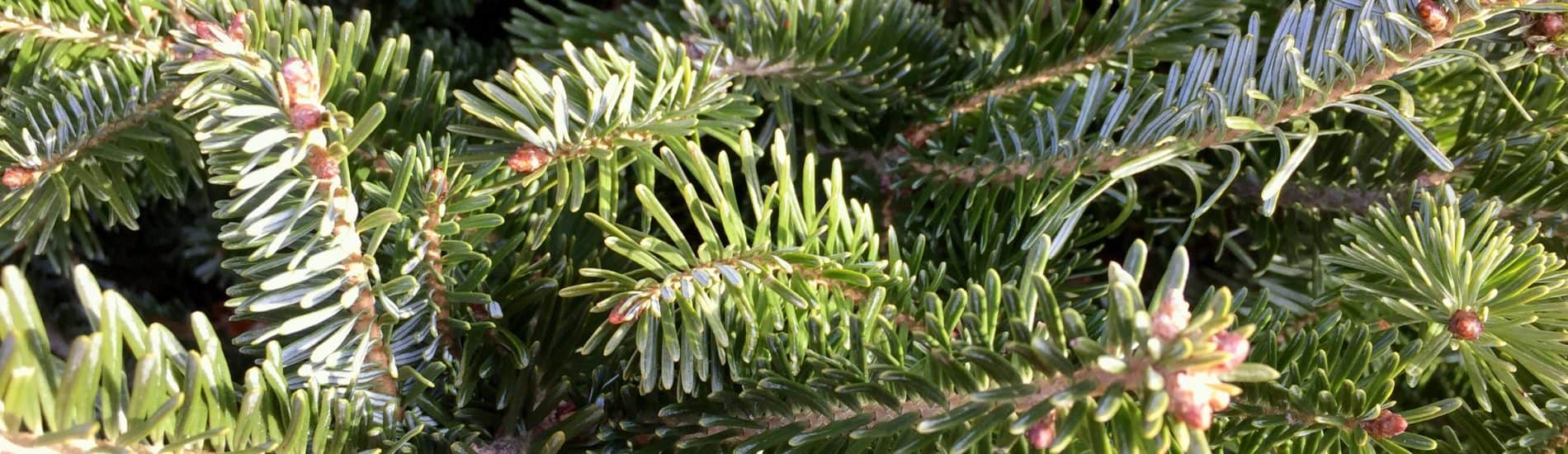 pine boughs