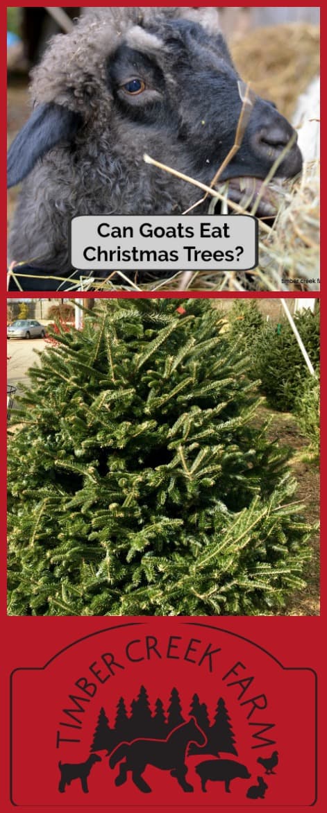 can goats eat Christmas trees