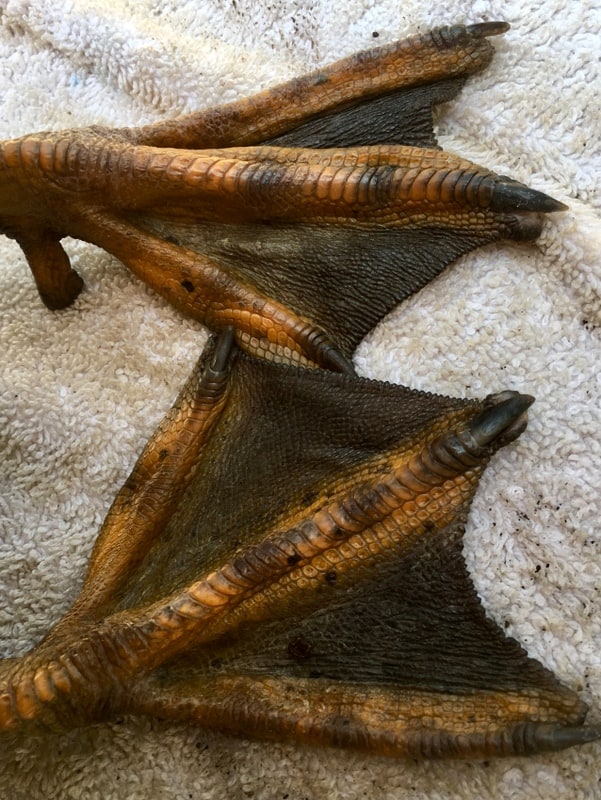 duck botulism treatment