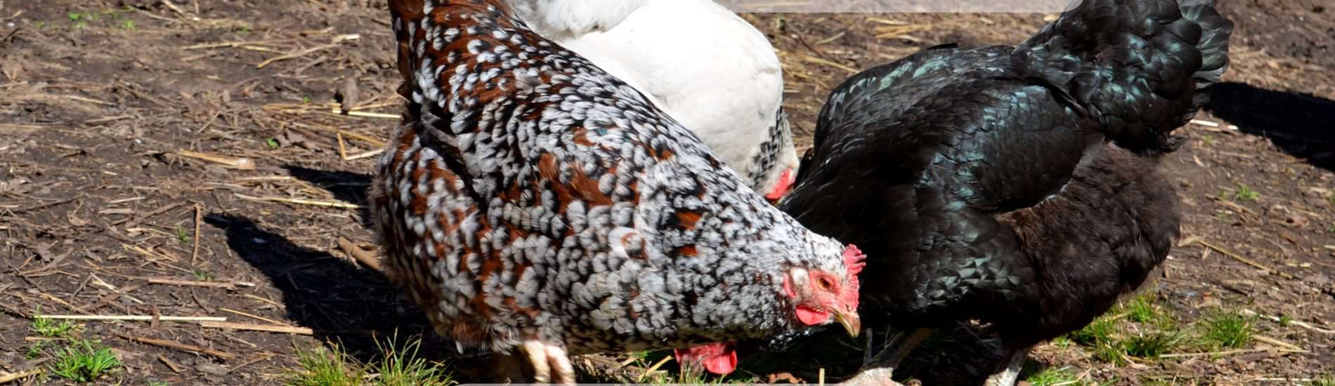 Ascites in chickens and ducks