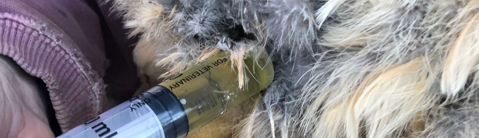ascites in chickens and ducks