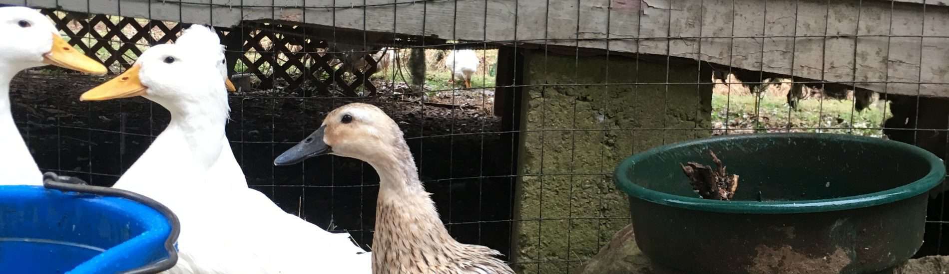 ascites in chickens and ducks
