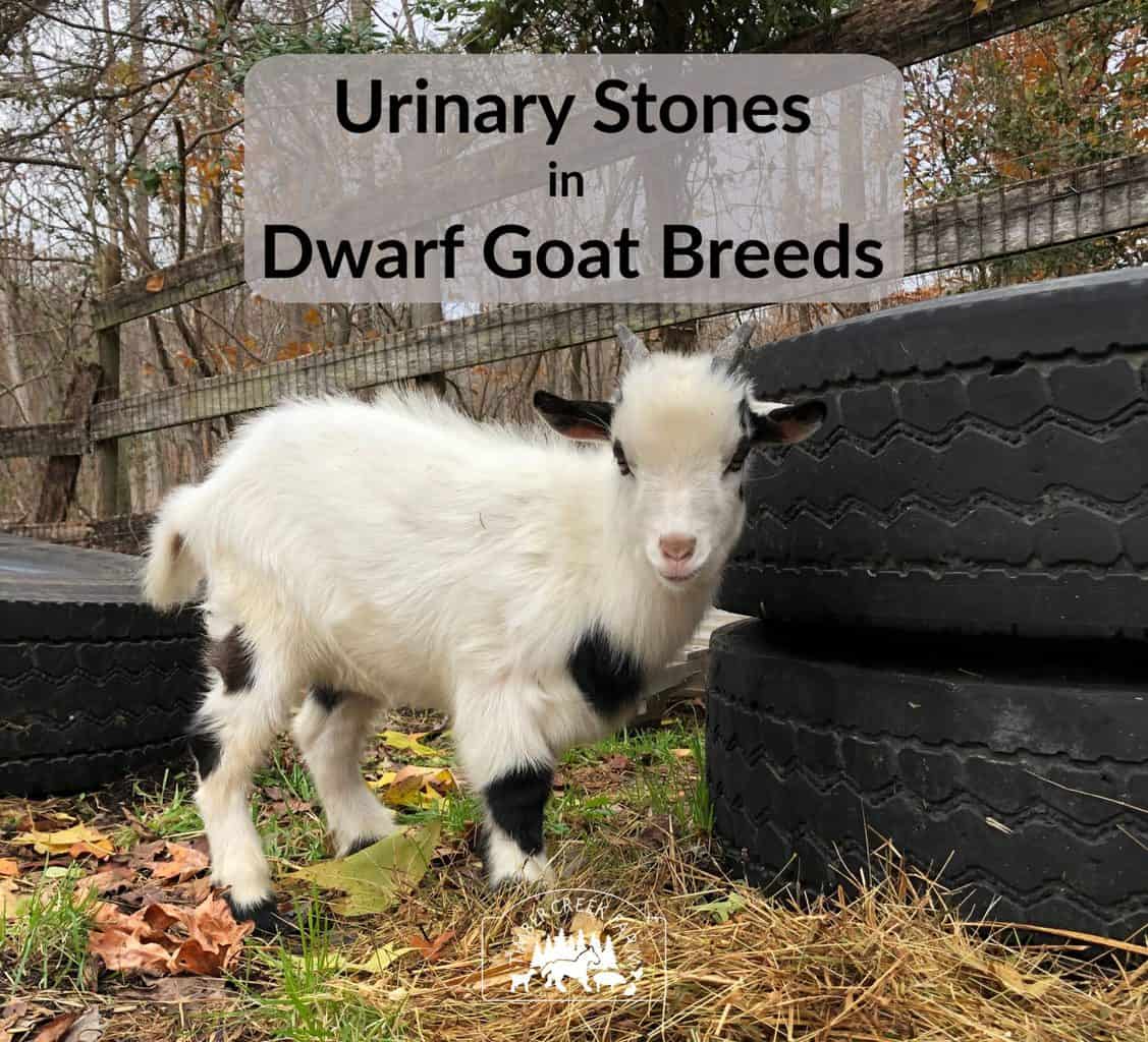 urinary stones