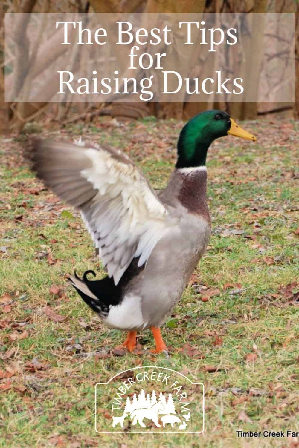 raising ducks