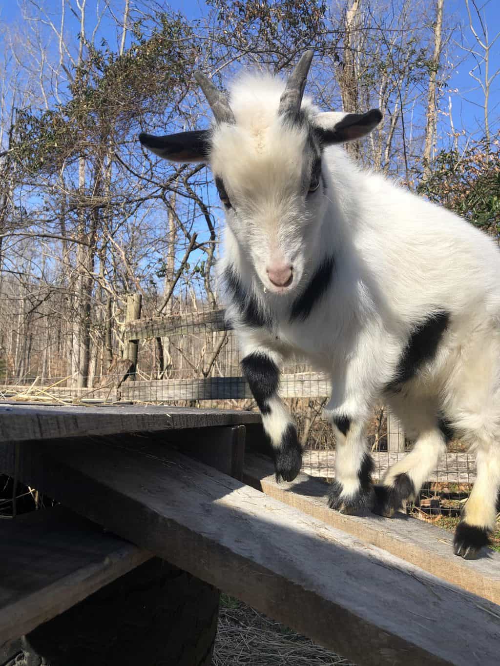 urinary stones in dwarf goat breeds